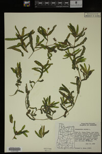 Potamogeton crispus image