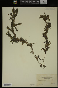 Potamogeton crispus image