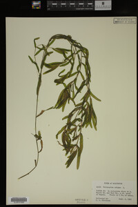Potamogeton crispus image