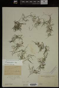Potamogeton diversifolius image