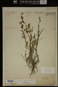 Potamogeton diversifolius image