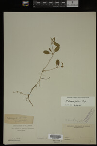 Potamogeton diversifolius image