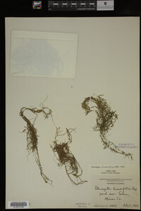 Potamogeton diversifolius image