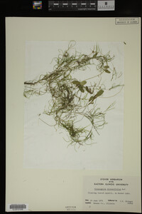 Potamogeton diversifolius image