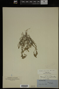 Potamogeton diversifolius image