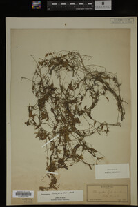 Potamogeton diversifolius image