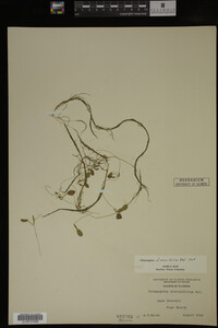 Potamogeton diversifolius image