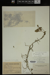 Potamogeton diversifolius image