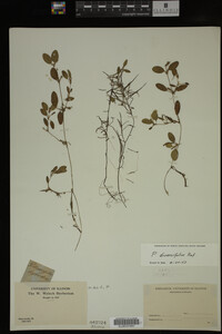Potamogeton diversifolius image