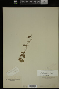 Potamogeton diversifolius image