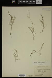 Potamogeton diversifolius image