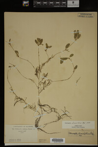 Potamogeton diversifolius image