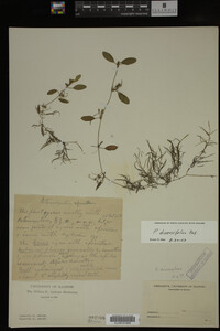 Potamogeton diversifolius image