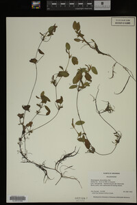 Potamogeton diversifolius image