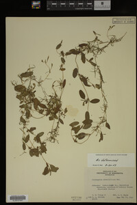 Potamogeton diversifolius image