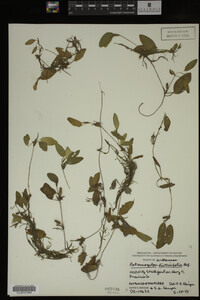 Potamogeton diversifolius image