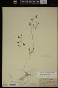 Potamogeton diversifolius image