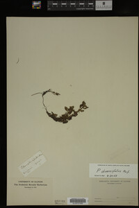Potamogeton diversifolius image