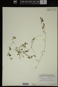 Potamogeton diversifolius image