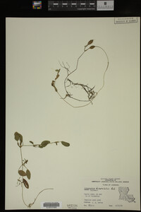 Potamogeton diversifolius image