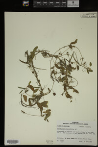 Potamogeton diversifolius image