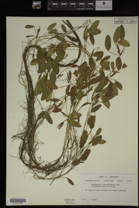 Potamogeton diversifolius image