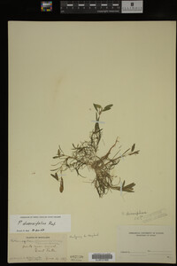 Potamogeton diversifolius image