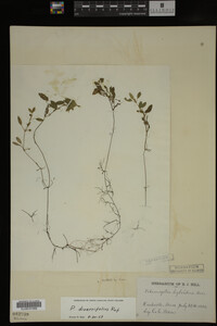 Potamogeton diversifolius image