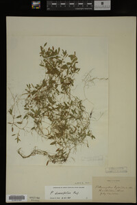 Potamogeton diversifolius image