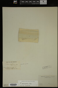 Potamogeton diversifolius image