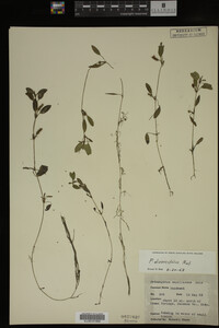 Potamogeton diversifolius image