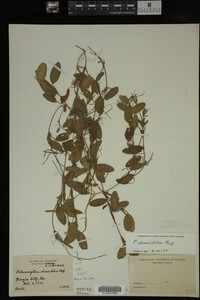 Potamogeton diversifolius image