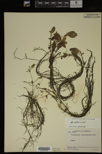 Potamogeton diversifolius image