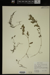 Potamogeton diversifolius image