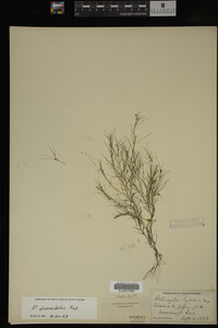 Potamogeton diversifolius image