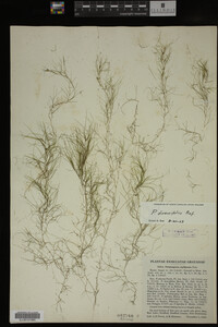 Potamogeton diversifolius image