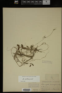 Potamogeton diversifolius image