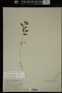 Potamogeton diversifolius image