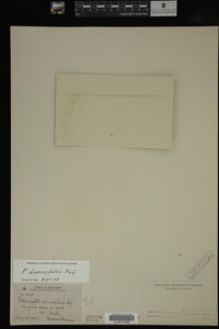 Potamogeton diversifolius image