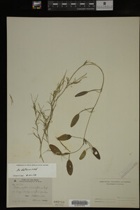 Potamogeton diversifolius image