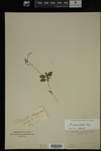 Potamogeton diversifolius image