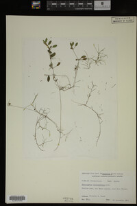 Potamogeton diversifolius image