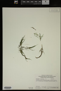 Potamogeton diversifolius image