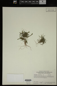 Potamogeton diversifolius image