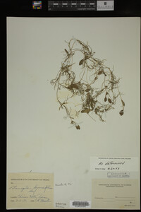 Potamogeton diversifolius image