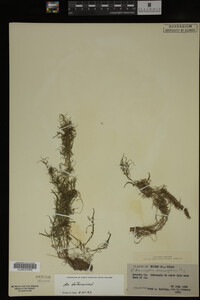 Potamogeton diversifolius image