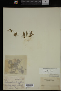 Potamogeton diversifolius image