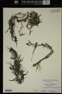 Potamogeton diversifolius image