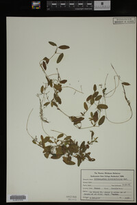 Potamogeton diversifolius image