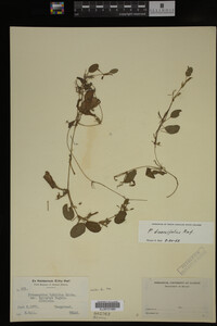 Potamogeton diversifolius image
